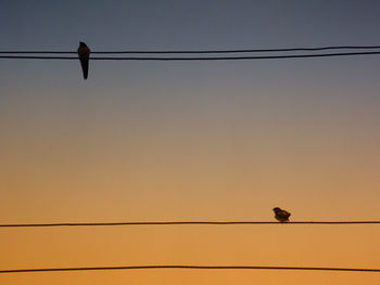 Low angle view of bird perching on cable against sky