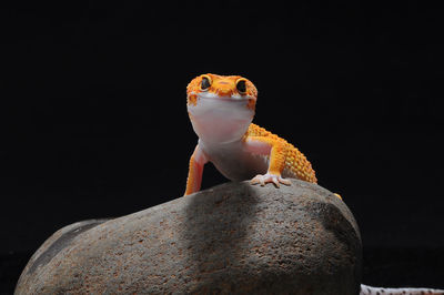 Close-up of lizard on rock against black background