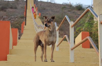 Dog standing on steps