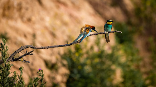 Close-up of bird perching on branch