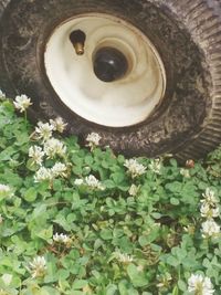 Plant growing on a tree