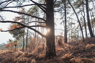 Trees in forest