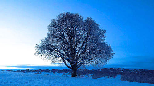 Tree on beach against clear blue sky