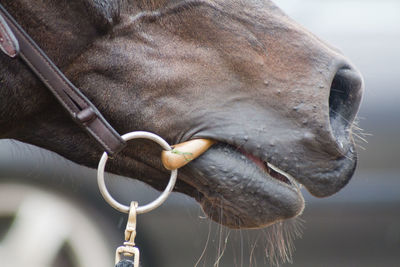 Close-up of horse mouth and bridle bit