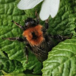 Close-up of insect on flower