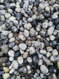 Full frame shot of pebbles