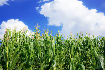 Crops growing on field against sky