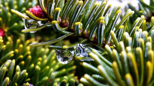 Close-up of flowering plant