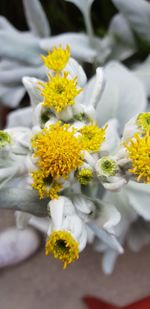 Close-up of yellow flowering plant