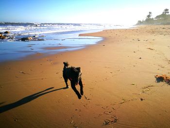 Dog on beach by sea against sky