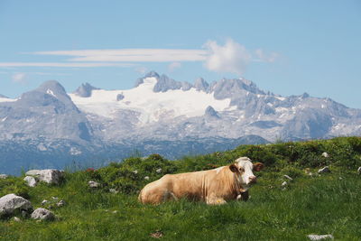View of cow on mountain against sky
