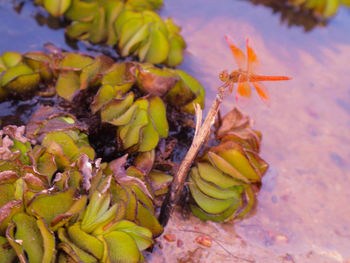 Close-up of fresh orange flower in sea