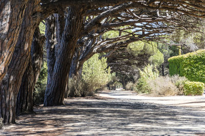 Empty road amidst trees in forest