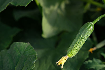 Small cucumber growing in a greenhouse. home grown vegetables. gardening and farming. local food. 