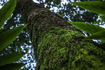 Low angle view of green leaves on tree trunk