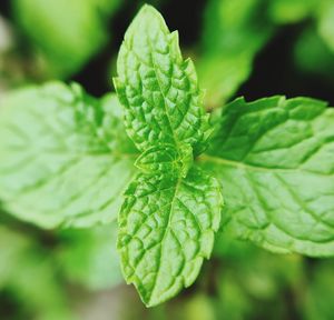 Close-up of fresh green leaves