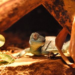 Close-up of turtle