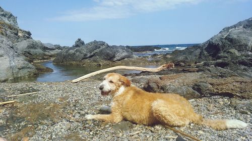 Dog standing on rock in sea