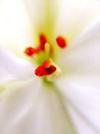 Close-up of red flower