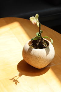 High angle view of potted plant on table