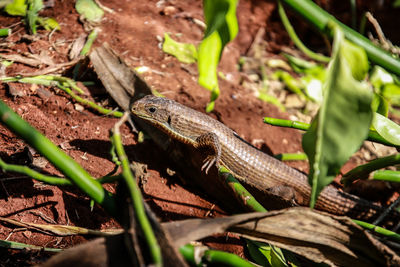 High angle view of lizard on field