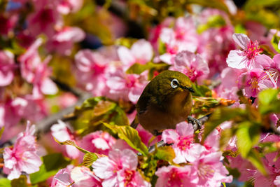 Close-up of honey bee on pink flower