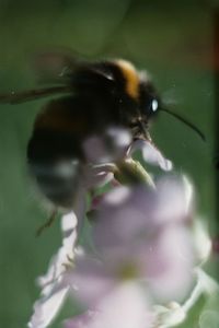 Close-up of bee on flower