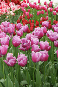 Close-up of pink flowers blooming outdoors