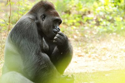 Gorilla sitting on a field