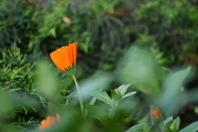Close-up of orange flowering plant