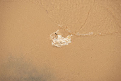 High angle view of a rabbit on sand