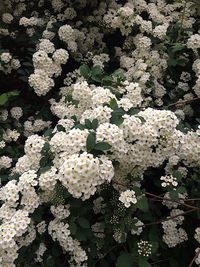 flowering plant