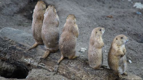 Prairie dogs sitting on log