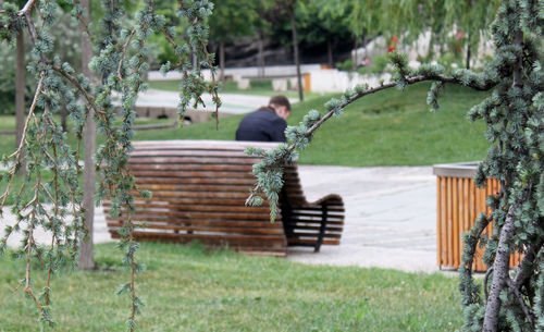 Birds in park