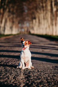 Portrait of a dog looking away