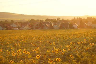 Yellow flowers growing on field against sky