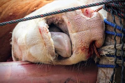 Close-up of animal head