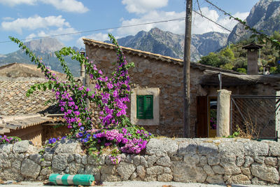 Flowers growing outside house against sky