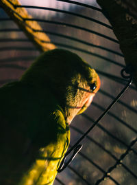 Close-up of bird in cage