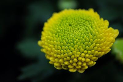 Close-up of yellow flower blooming outdoors