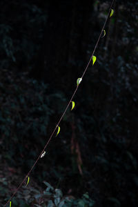 Close-up of plant growing in forest