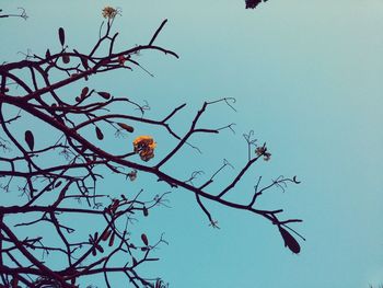 Low angle view of tree against clear sky