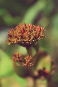 Close-up of yellow flowering plant