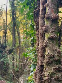Close-up of tree trunk in forest