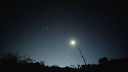 Low angle view of silhouette trees against sky at night