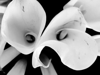 Close-up of white flowers against black background