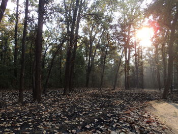 Trees in forest during autumn