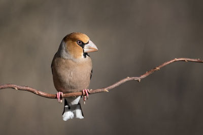 Close-up of bird perching on twig