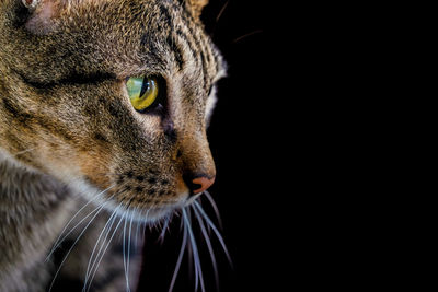 Close-up of a cat looking away