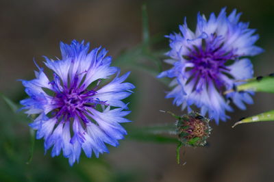 Close-up of purple flowering plants